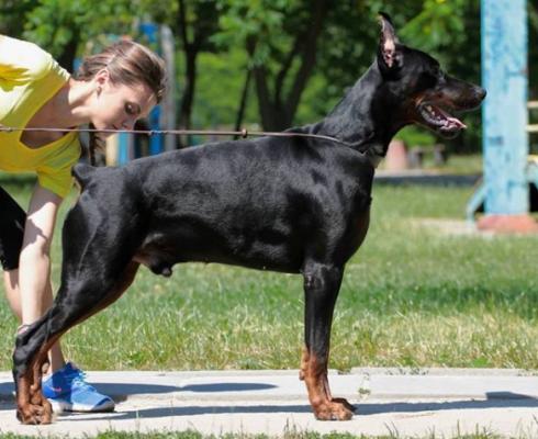 Elegant Line Bentley | Black Doberman Pinscher