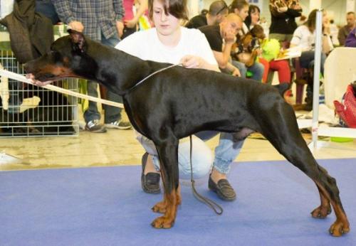 Elegant Line Bright | Black Doberman Pinscher