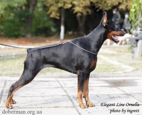 Elegant Line Ornella | Black Doberman Pinscher