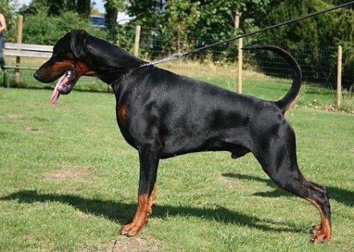 Kenai-Bahgera (S 33425) | Black Doberman Pinscher