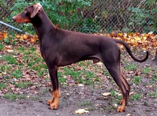 Frodo (SE40579/2011) | Brown Doberman Pinscher