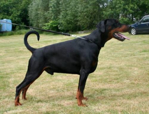 Dobermundes Dynamit Don Liston | Black Doberman Pinscher