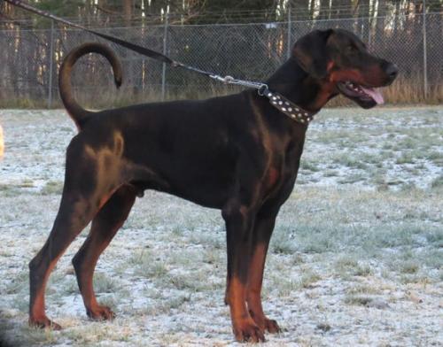 Adobex Gamon | Black Doberman Pinscher