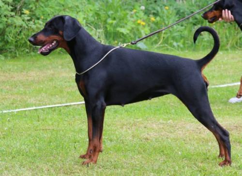 Adobex Galaxy | Black Doberman Pinscher