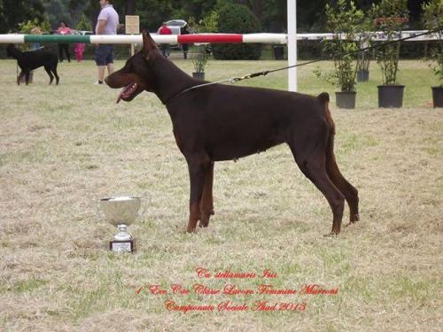 Ca'Stellamaris Iris | Brown Doberman Pinscher