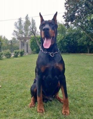 Game On Under The Gun | Black Doberman Pinscher