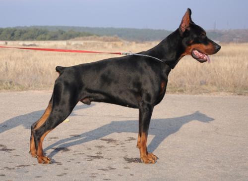 Yaroslav Mudryj de Grande Vinko | Black Doberman Pinscher