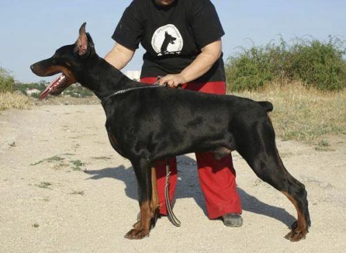 Salgir de Grande Vinko | Black Doberman Pinscher