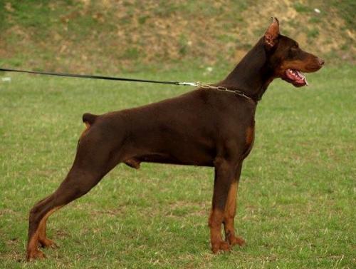 Thunderbird de Grande Vinko | Brown Doberman Pinscher