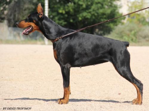 Valdora Valour de Grande Vinko | Black Doberman Pinscher