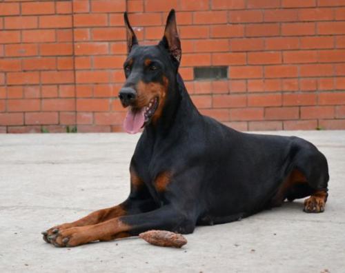 Zarina Mare Nero de Grande Vinko | Black Doberman Pinscher