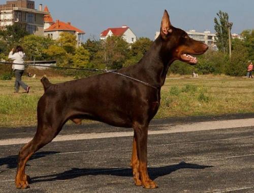 Haldir de Grande Vinko | Brown Doberman Pinscher