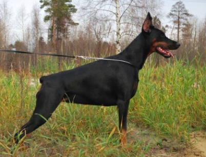 Nebesnaya Zvezdochka Nelli | Black Doberman Pinscher