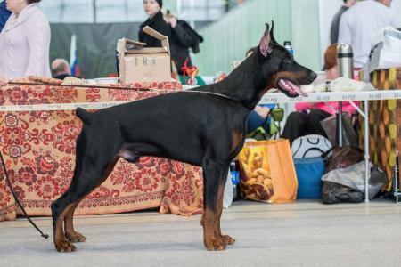 Pride of Russia Radomir | Black Doberman Pinscher