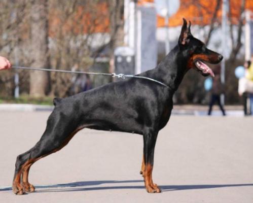 Pride of Russia Ruslana | Black Doberman Pinscher