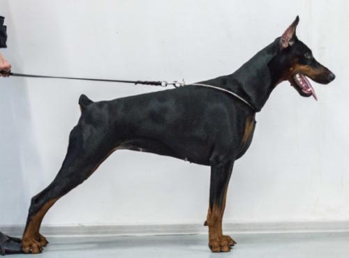 Pride of Russia Riorita | Black Doberman Pinscher