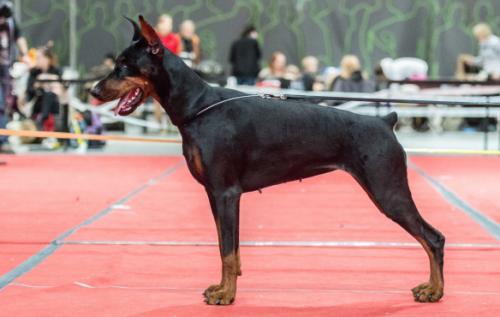 Pride of Russia Reginleiv | Black Doberman Pinscher