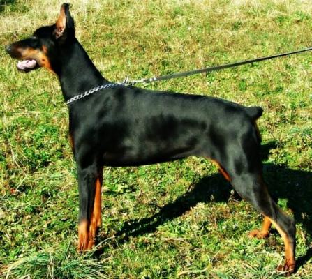 Malaga Mamba di Perlanera | Black Doberman Pinscher