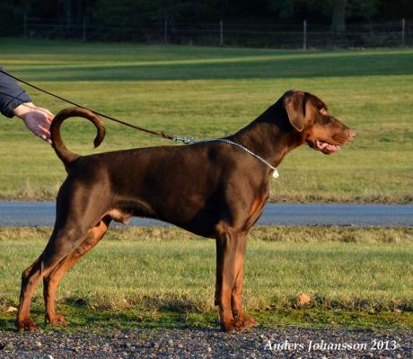 Jean Dark Rare Gold | Brown Doberman Pinscher