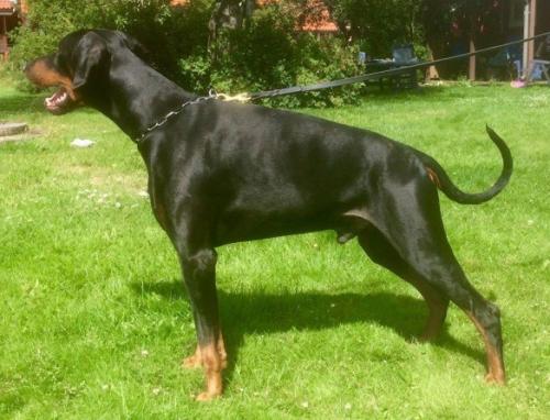 Mezzrow's Nalle | Black Doberman Pinscher