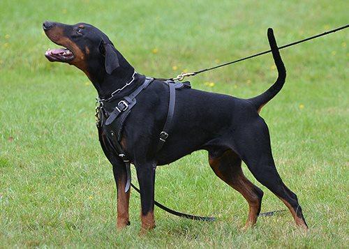 Altengarde Assolo | Black Doberman Pinscher