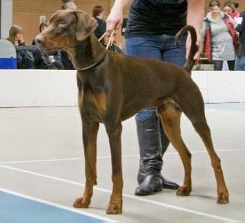 Molecularis Braveheart | Brown Doberman Pinscher