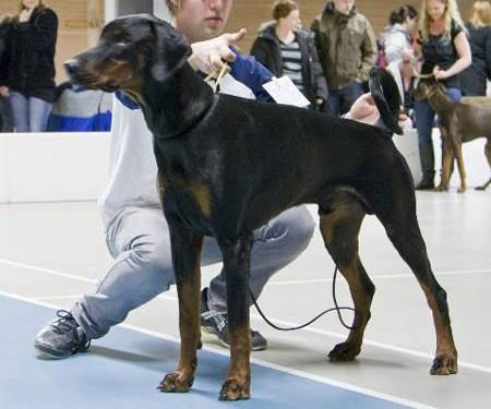 Molecularis Bodyguard | Black Doberman Pinscher