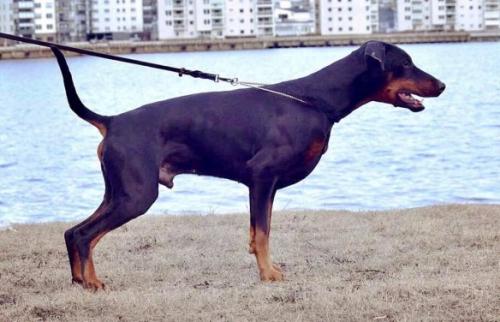 Molecularis Dantes View | Black Doberman Pinscher