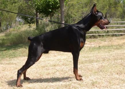 Dandy de Covalta | Black Doberman Pinscher