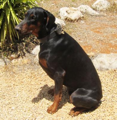 Paco Pere de Weissen Dorf | Black Doberman Pinscher