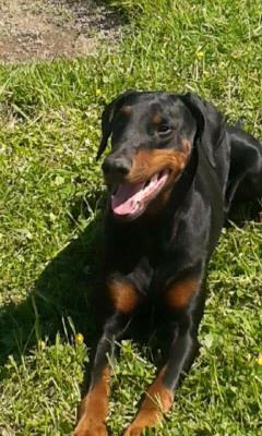 King of Crystal's Kelly of Grace | Black Doberman Pinscher