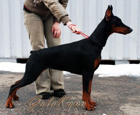 Vendetta iz Galakuna | Black Doberman Pinscher