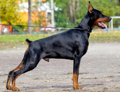 Appel di Fortuna Volf | Black Doberman Pinscher