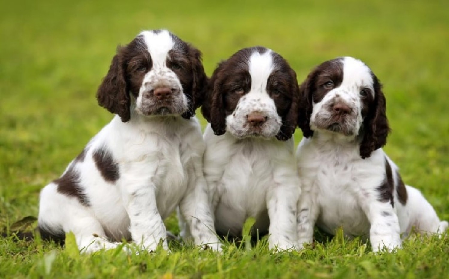 English Springer Spaniel