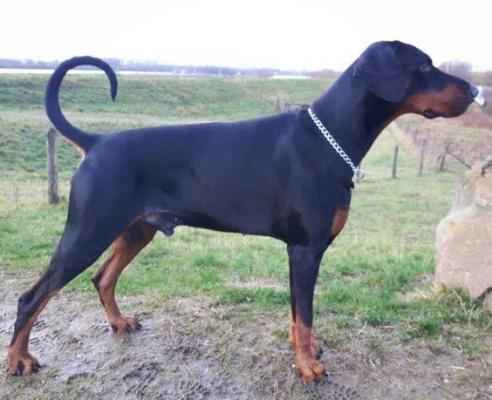 Ludacris v. Nobel Line | Black Doberman Pinscher