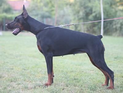 Peneloppe Nero di Altobello | Black Doberman Pinscher