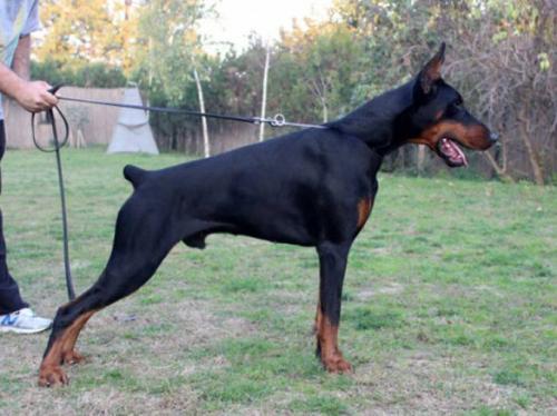 Powerboy di Altobello | Black Doberman Pinscher