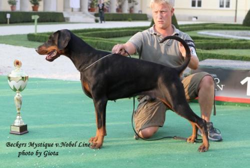 Beckers Mystique v. Nobel Line | Black Doberman Pinscher