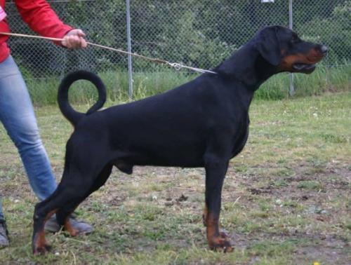 Anubis (S51072) | Black Doberman Pinscher