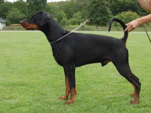 Adonis (S51073) | Black Doberman Pinscher