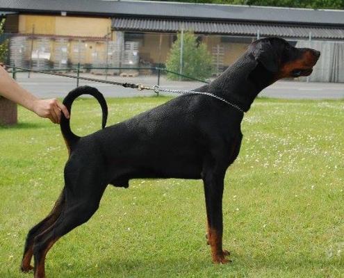 Apollo (S51074) | Black Doberman Pinscher