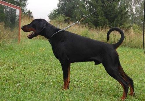 Amon (S51076) | Black Doberman Pinscher