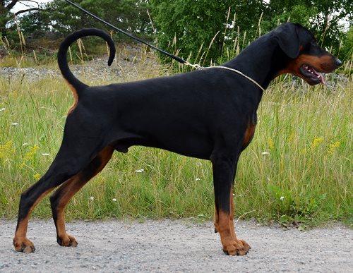 Jean Dark Nike | Black Doberman Pinscher