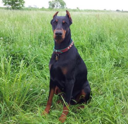 Pollie Halit Pasa | Black Doberman Pinscher