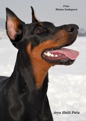 Arya Halit Pasa | Black Doberman Pinscher