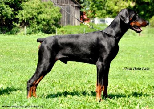 Flash Halit Pasa | Black Doberman Pinscher