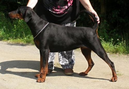 Freya Halit Pasa | Black Doberman Pinscher