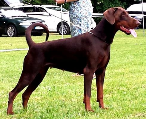 Chiesa Halit Pasa | Brown Doberman Pinscher