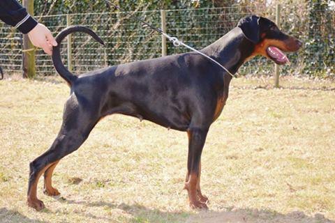 Louan v.'t Dal der Gete | Black Doberman Pinscher