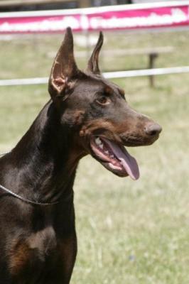 Bora della Ninfa Nobel | Brown Doberman Pinscher